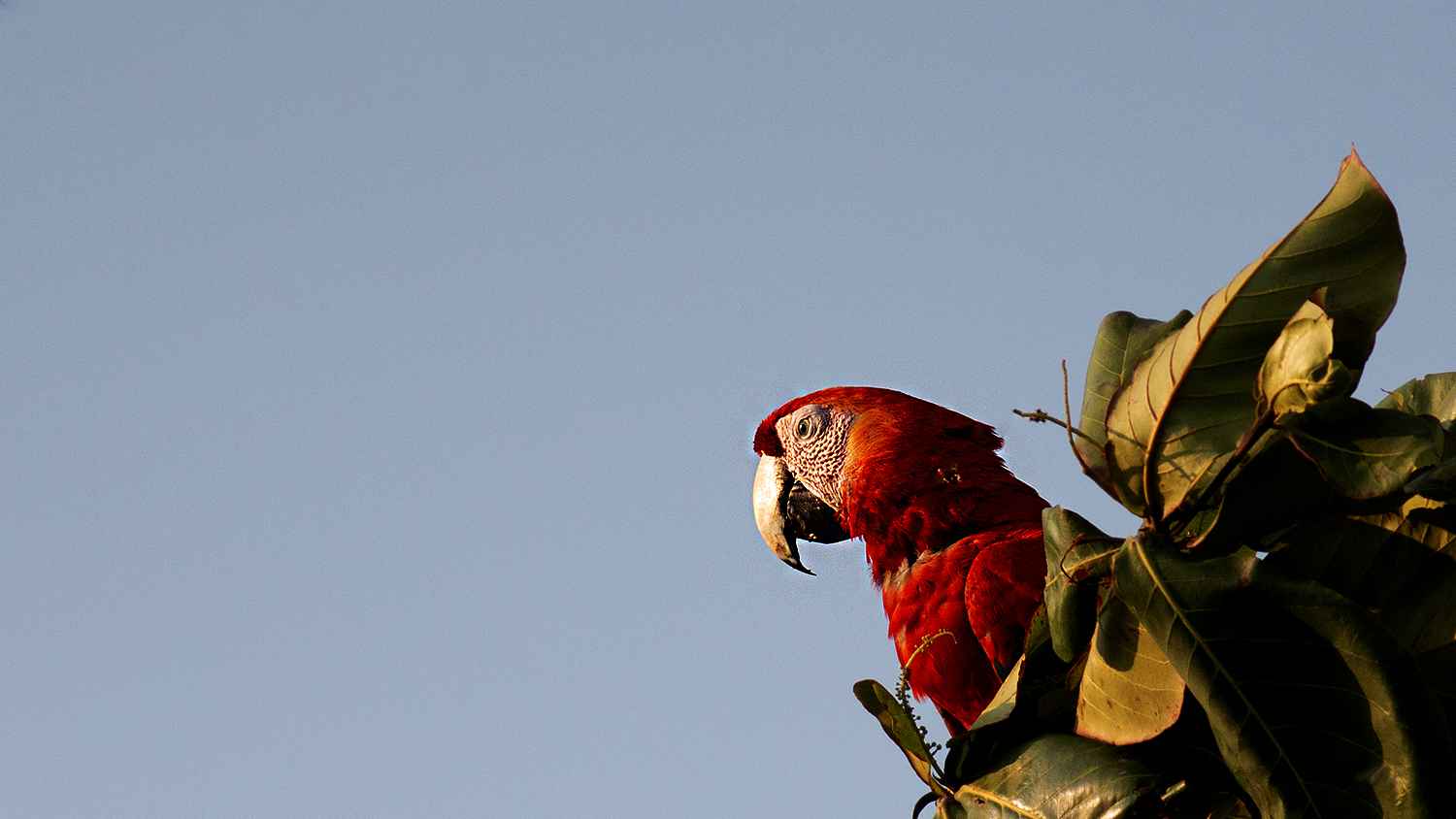 Scarlet Macaw